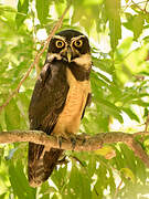 Spectacled Owl