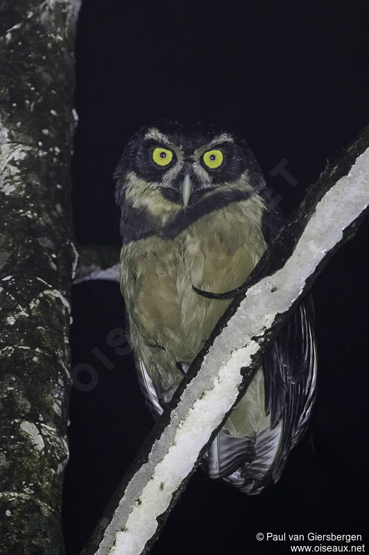 Spectacled Owladult