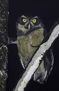 Spectacled Owl