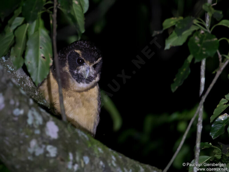 Tawny-browed Owl