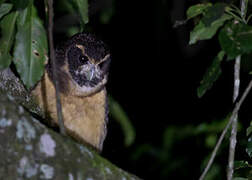 Tawny-browed Owl