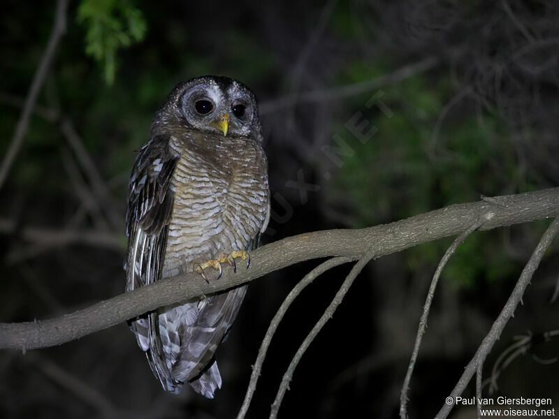 African Wood Owl