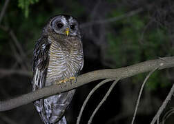 African Wood Owl