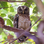 African Wood Owl