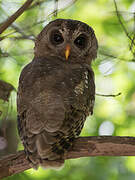 African Wood Owl