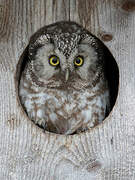 Boreal Owl