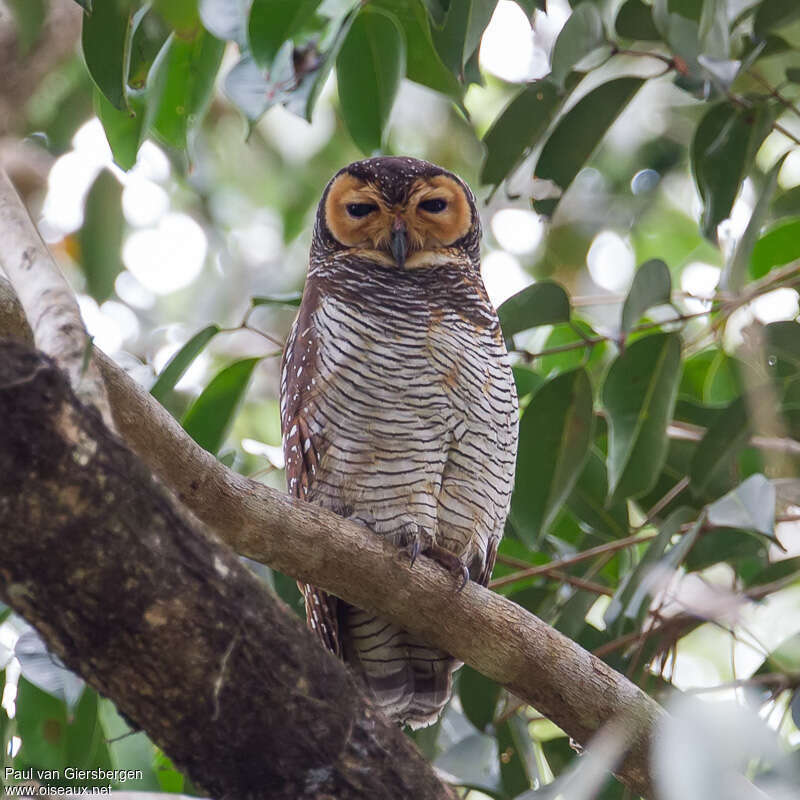 Spotted Wood Owladult, identification