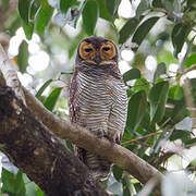 Spotted Wood Owl