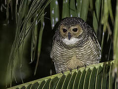 Spotted Wood Owl