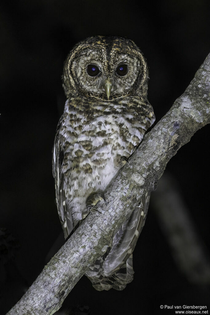 Rusty-barred Owladult