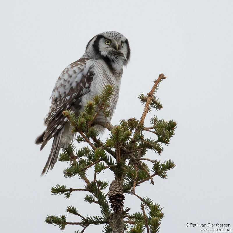 Northern Hawk-Owladult