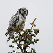 Northern Hawk-Owl