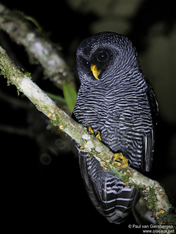 Black-banded Owladult