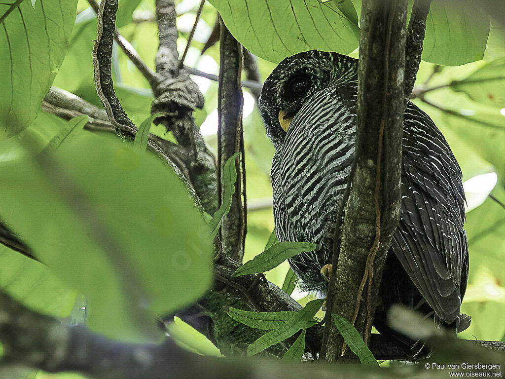 Black-banded Owladult