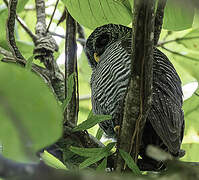 Black-banded Owl