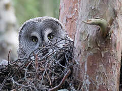 Great Grey Owl