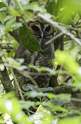 Brown Wood Owl