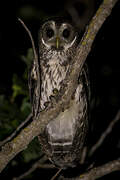 Mottled Owl