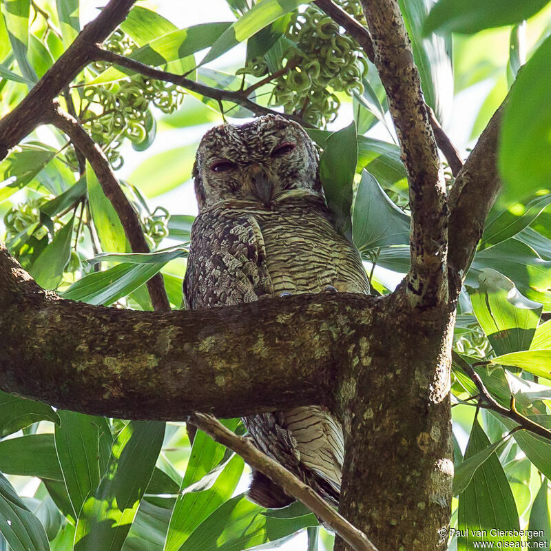 Mottled Wood Owl