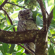 Mottled Wood Owl