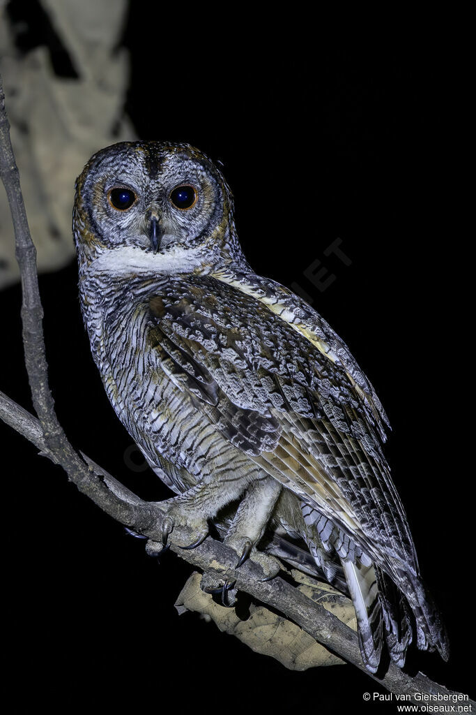 Mottled Wood Owladult