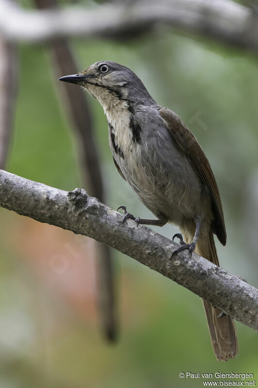 Collared Palm Thrushadult