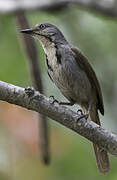 Collared Palm Thrush