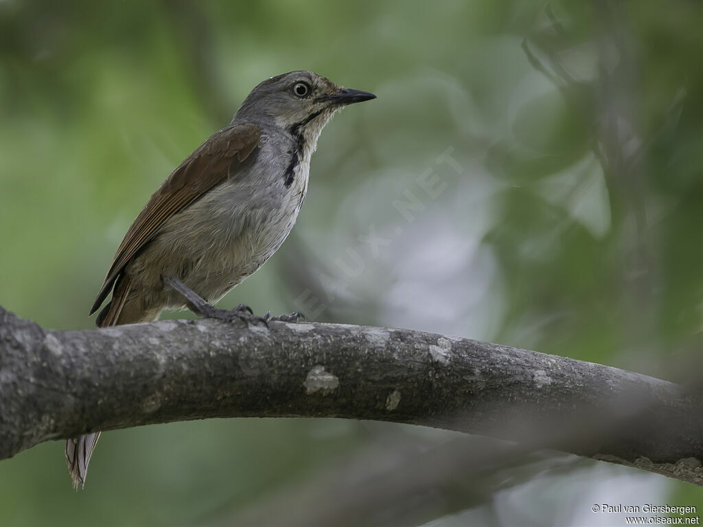 Collared Palm Thrushadult