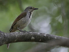 Collared Palm Thrush