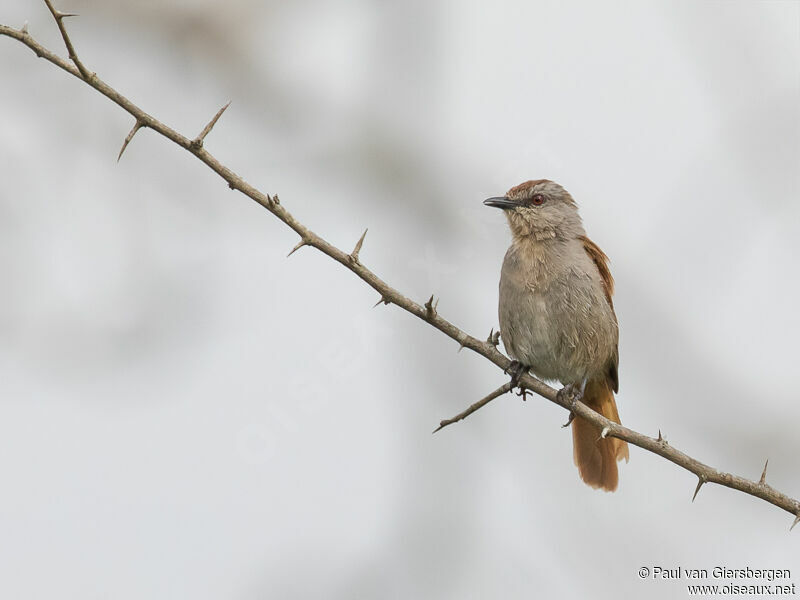 Rufous-tailed Palm Thrush