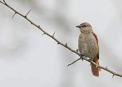 Rufous-tailed Palm Thrush