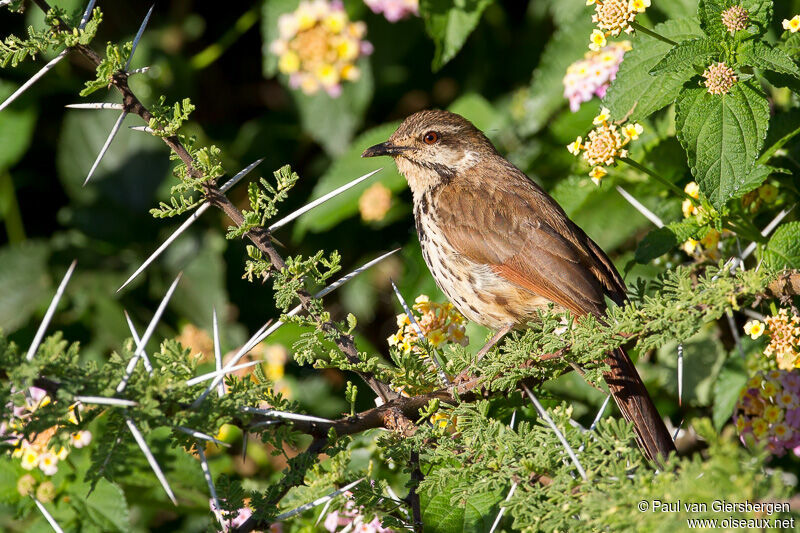 Spotted Palm Thrush