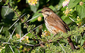 Spotted Palm Thrush