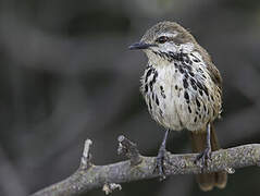 Spotted Palm Thrush