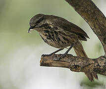 Spotted Palm Thrush