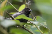 Cici fuligineux