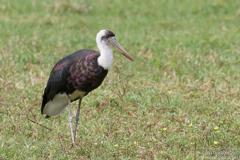 Cigogne à pattes noiresadulte