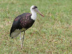 Cigogne à pattes noires