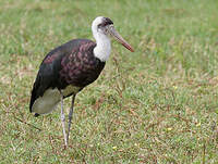 Cigogne à pattes noires