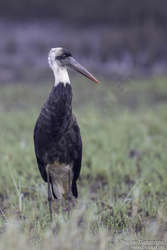 Cigogne à pattes noiresadulte