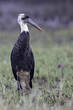 Cigogne à pattes noires