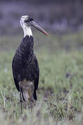 African Woolly-necked Stork