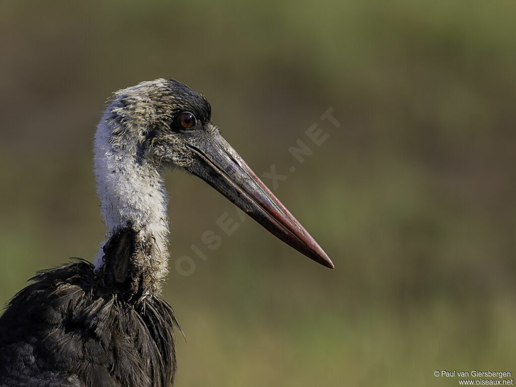 Cigogne à pattes noiresadulte