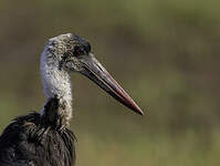 Cigogne à pattes noires