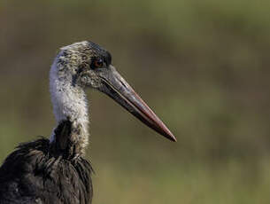 Cigogne à pattes noires