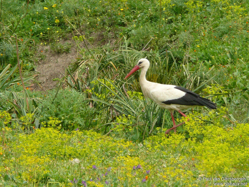 Cigogne blanche