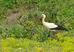 Cigogne blanche