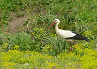 Cigogne blanche