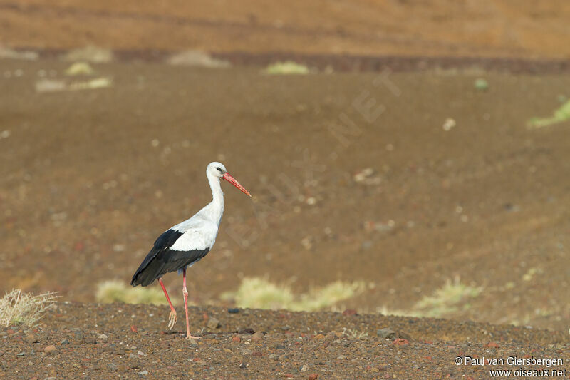 Cigogne blanche