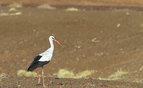 White Stork